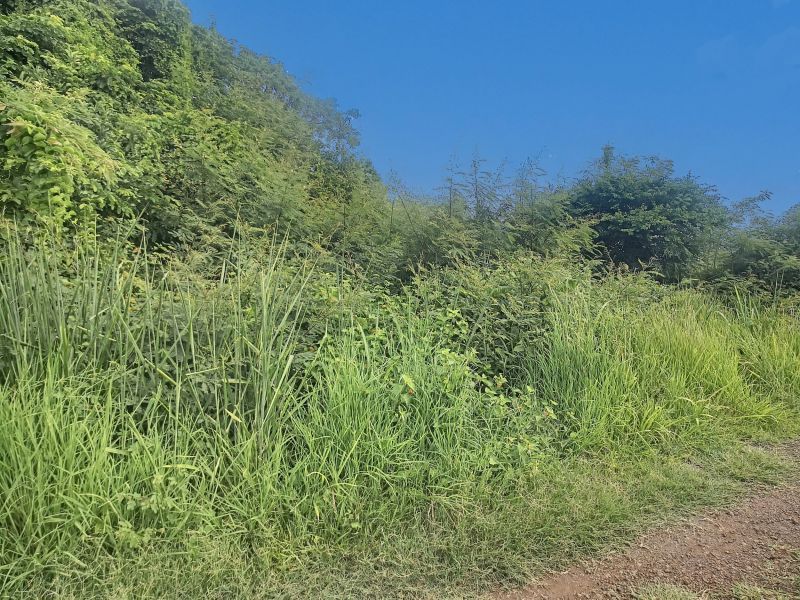 terrain en vente sur Calodyne Calodyne Terrain 2532 m² Vente