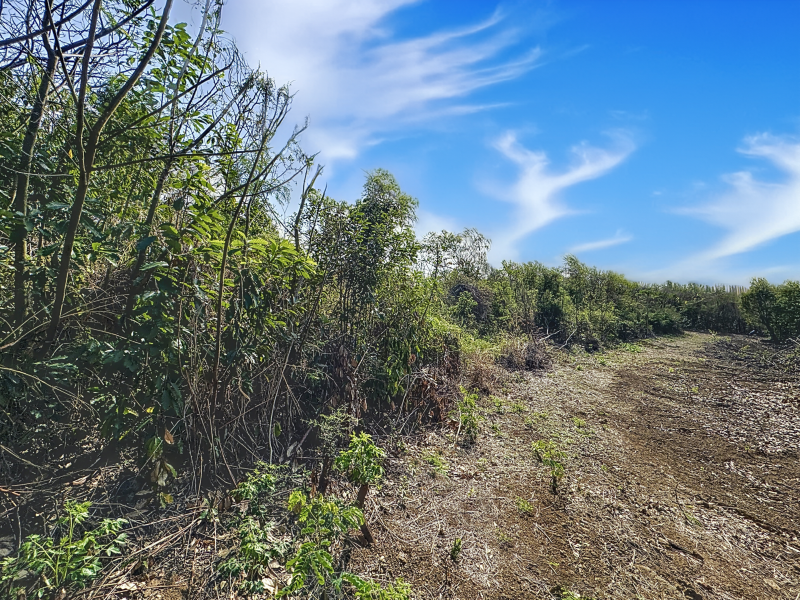 terrain en vente sur Grand Baie Grand Baie Terrain 1.5 ha Vente