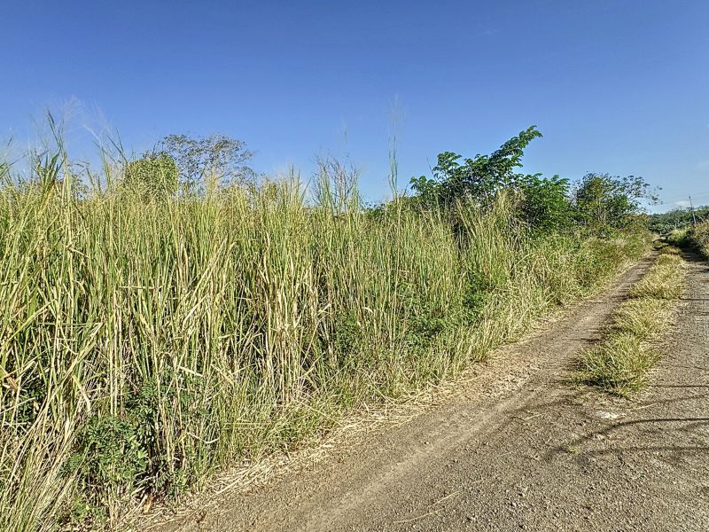 The Vale Terrain 1980.2&nbsp;m² Vente