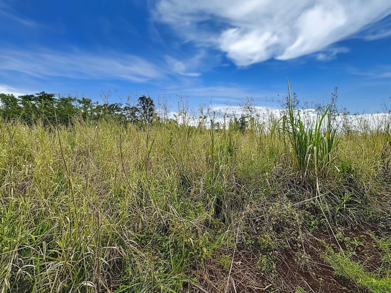 Pamplemousses Terrain 4221 m² Vente