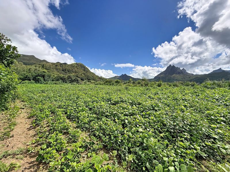 Montagne Longue Terrain 3896&nbsp;m² Vente