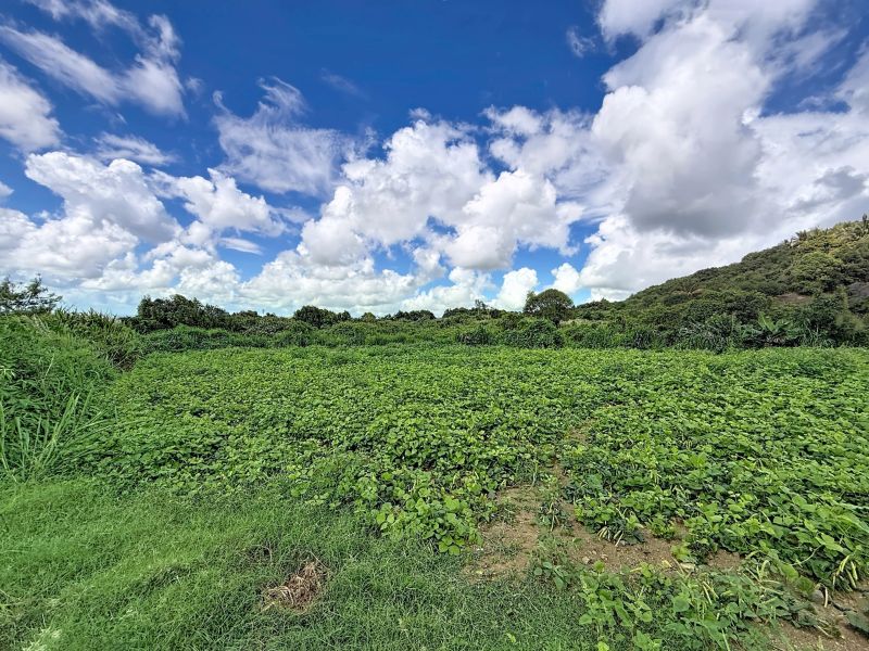 Montagne Longue Terrain 3896&nbsp;m² Vente