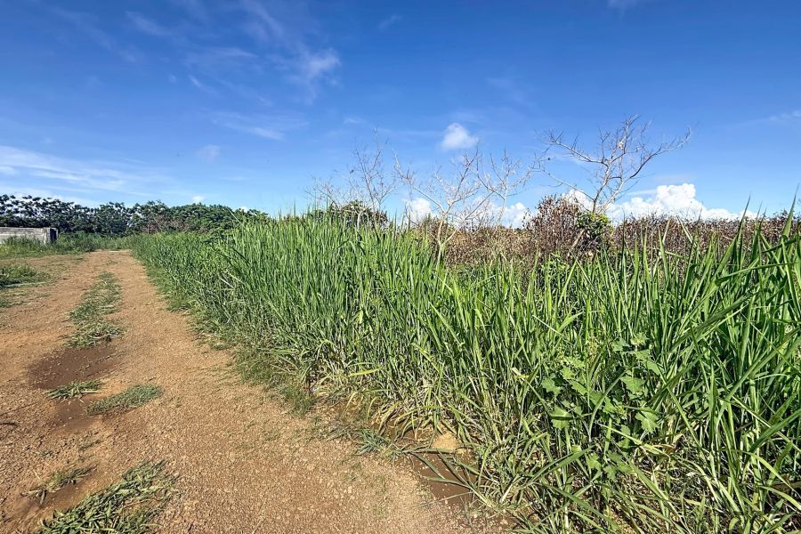 Grand Gaube Land 6335&nbsp;m² Sale