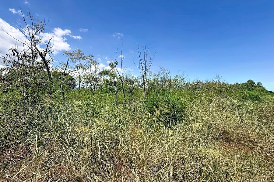 Balaclava Terrain 8329&nbsp;m² Vente