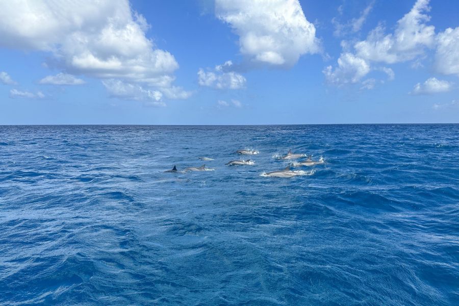 Trou aux Biches Immeuble 427&nbsp;m² Vente