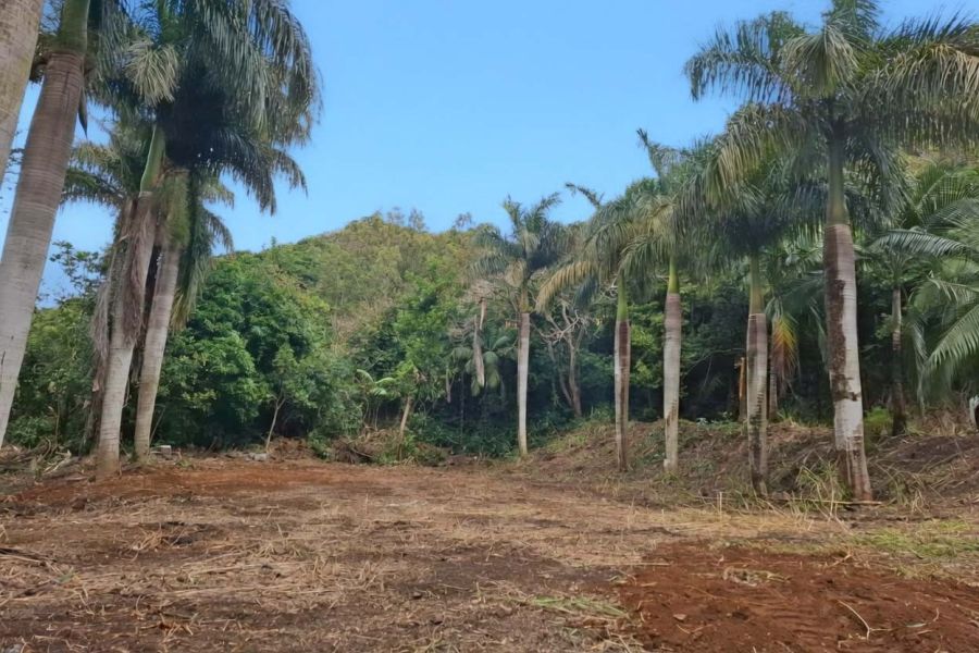 Pamplemousses Terrain 9898&nbsp;m² Vente