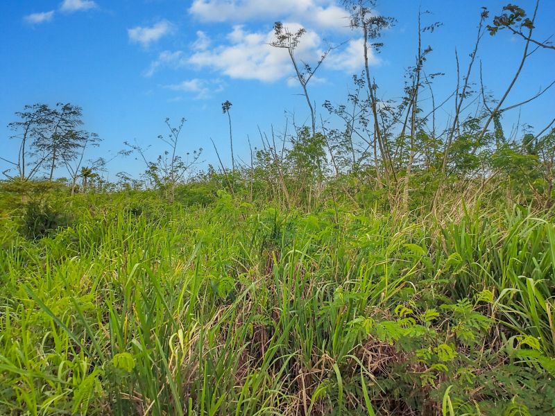 Baie du Tombeau Terrain 2808&nbsp;m² Vente