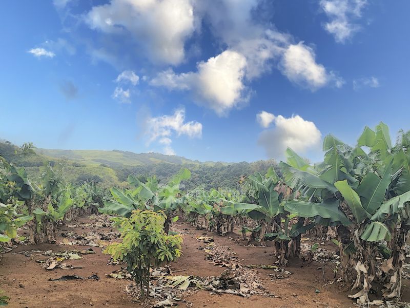 Surinam Land 3.93&nbsp;ha Sale