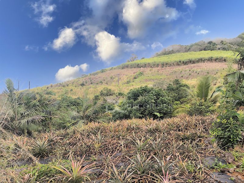 Surinam Land 3.93&nbsp;ha Sale