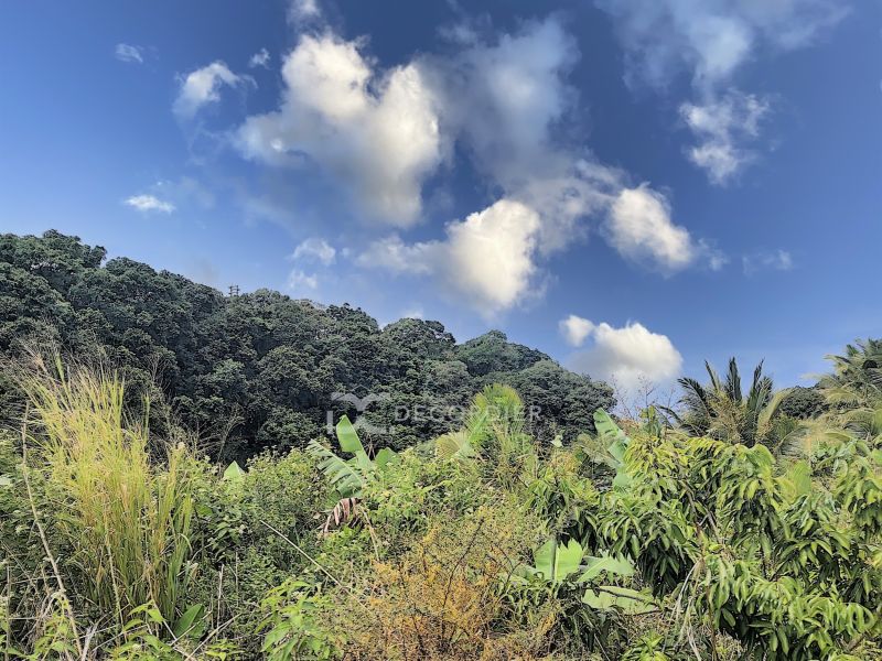 Surinam Land 3.93&nbsp;ha Sale
