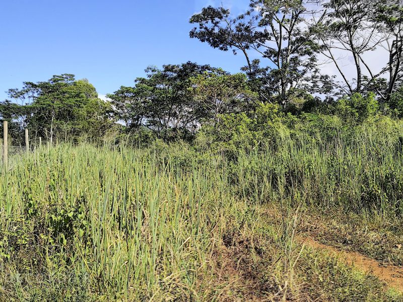 Chamarel Terrain 196.07 ha Vente