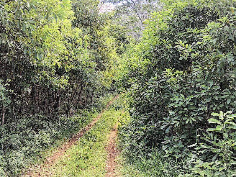 Chamarel Land 196.07&nbsp;ha Sale