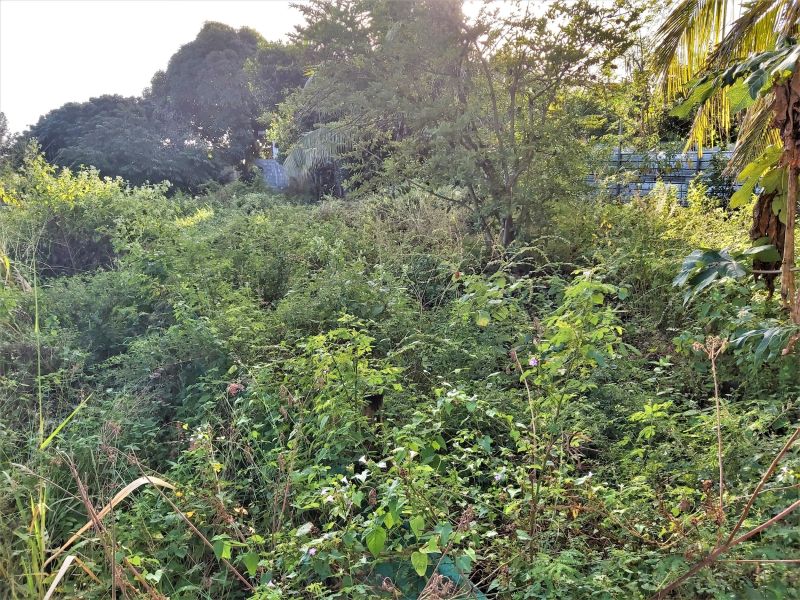 terrain en vente sur The Vale The Vale Terrain 539 m² Vente