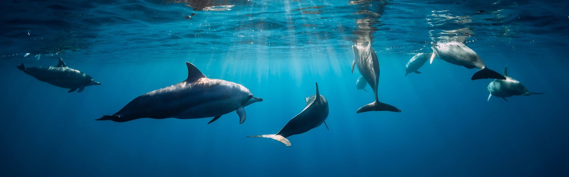 Dolphins are known to be intelligent and fun to be around. An essentially social animal, they have been reported to have formed bonds with human beings and protecting swimmers from shark attacks.  As such, there are many reasons to go meet these endearing aquatic mammals. Dolphins love the warm sea around Mauritius, which makes the island a great location to swim with them.  Moreover, interacting with dolphins in their natural habitat means they are more likely to be happier than in an aquarium and this guarantees the authenticity of the experience.