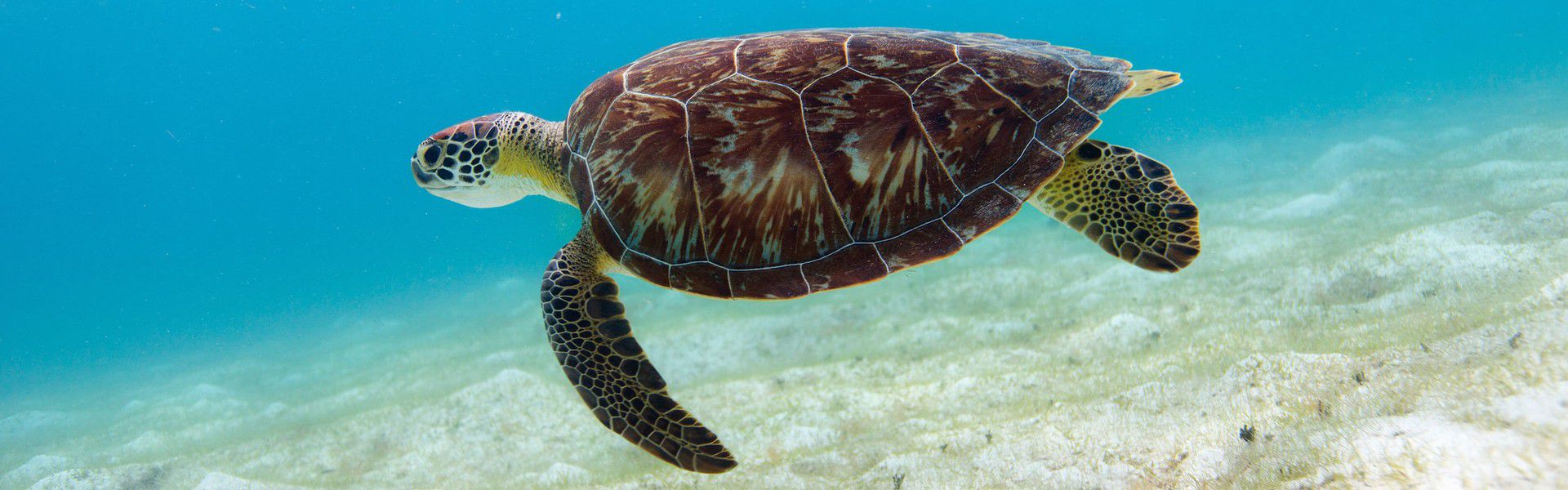 One of the most beautiful experiences in the aquatic world is certainly swimming with turtles. Marine turtles are calm and harmless during swimming and diving and welcome you to their natural environment. This species is one of the most exciting to observe underwater. If you want to swim with turtles in an idyllic setting, Mauritius is the place to come to! 