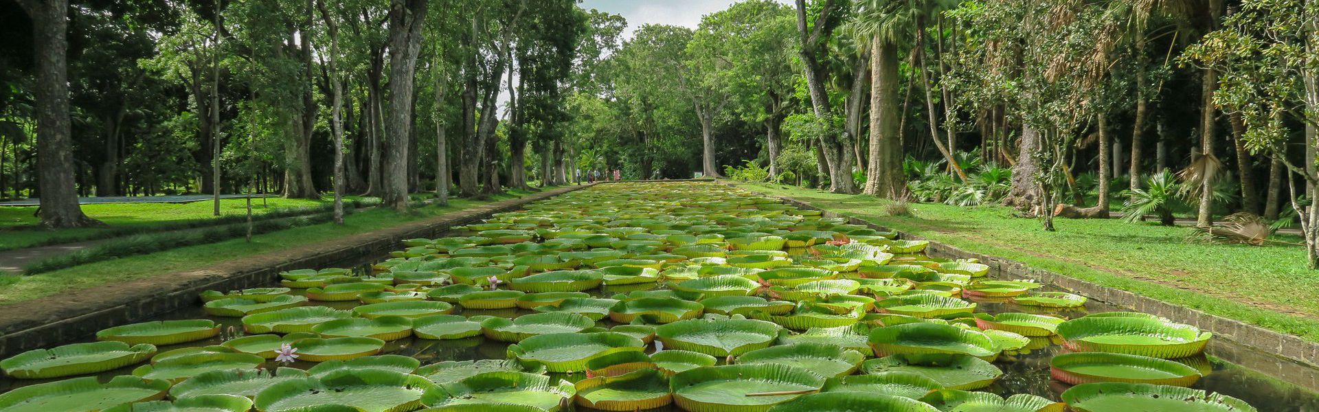 Situé le long de l'Independence Street dans le district de Pamplemousses au nord de Maurice, le Sir Seewoosagur Ramgoolam Botanic Garden est un écrin contenant plus de joyaux que l’on ne peut compter. Ouvert tous les jours de 8h30 à 17h30, il vous faut compter une heure approximativement pour visiter entièrement l'endroit. A noter qu’il est aussi possible de louer une voiturette pour l’effectuer.