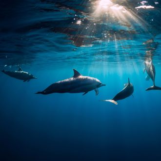 Nager avec les dauphins