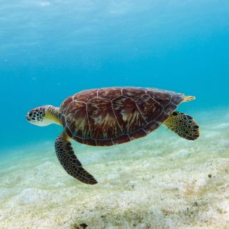 Nager avec les tortues