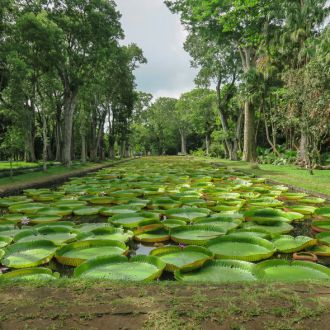 Pamplemousses - Botanical Garden